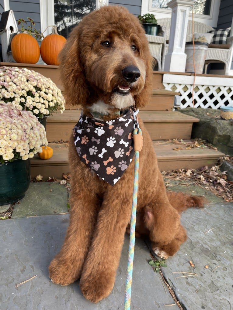 Figgy, a Goldendoodle tested with EmbarkVet.com