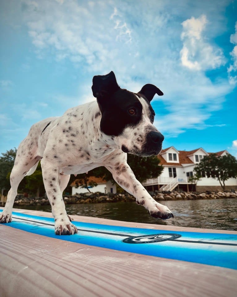 Rita, an American Bully and American Pit Bull Terrier mix tested with EmbarkVet.com