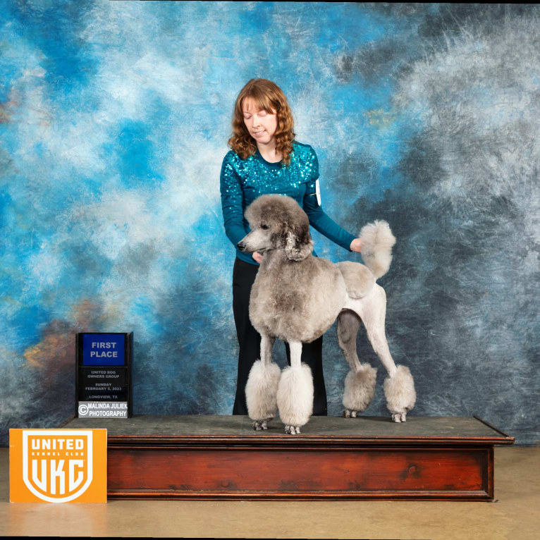 UCH Desert Reef's Rewrite the Stars CGCA CGCU TKI "Arwen", a Poodle (Standard) tested with EmbarkVet.com