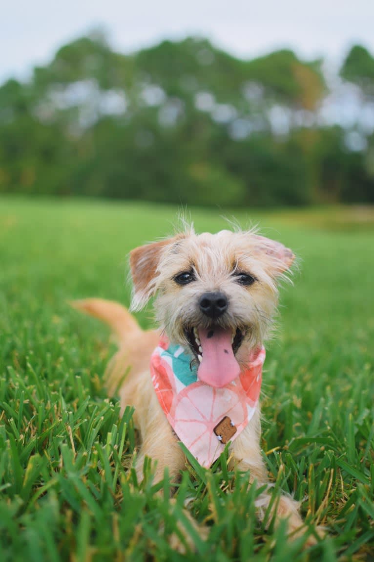 Pippa, a Miniature Schnauzer and Dachshund mix tested with EmbarkVet.com