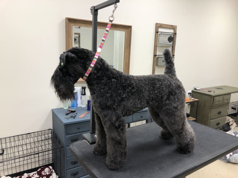Alice, a Kerry Blue Terrier tested with EmbarkVet.com