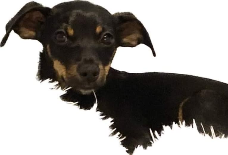 Sir Ridley, a Chihuahua and Rat Terrier mix tested with EmbarkVet.com