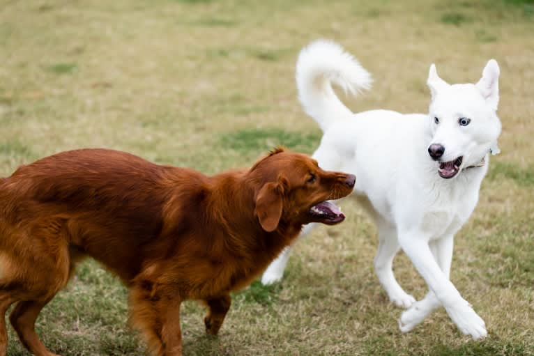 Dash, a Siberian Husky and German Shepherd Dog mix tested with EmbarkVet.com