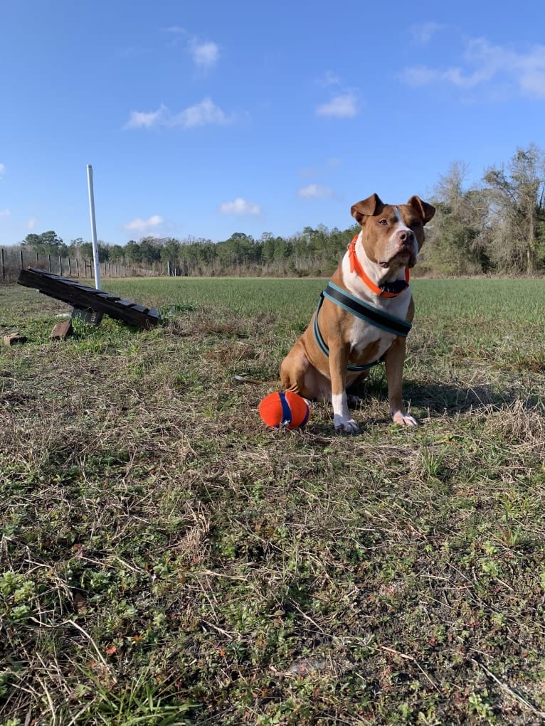 Photo of Buddy, an American Pit Bull Terrier and American Bulldog mix in Hardeeville, South Carolina, USA