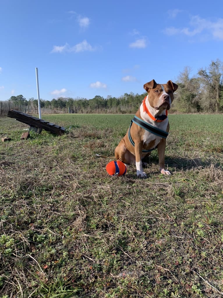 Buddy, an American Pit Bull Terrier and American Bulldog mix tested with EmbarkVet.com