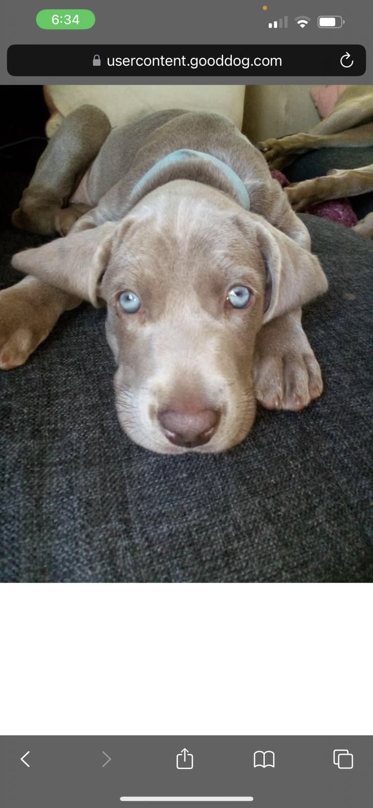 Apollo, a Weimaraner tested with EmbarkVet.com