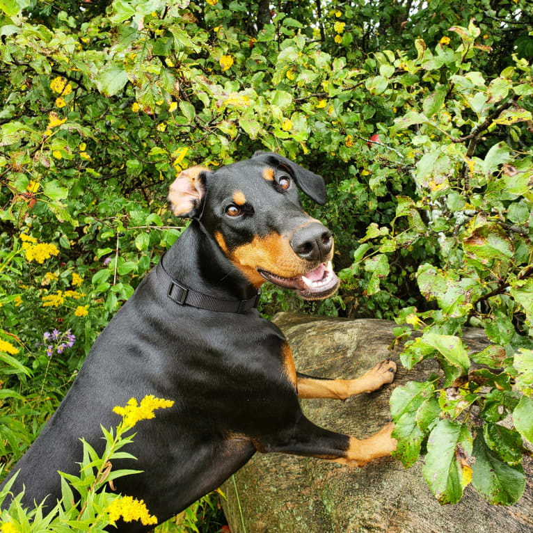 Halo, a Doberman Pinscher tested with EmbarkVet.com