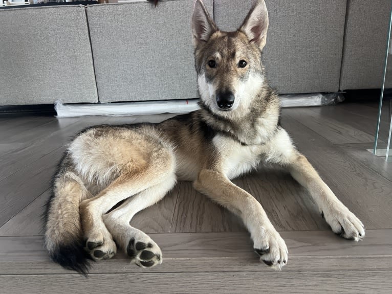 Maddox, a Siberian Husky and Czechoslovakian Vlcak mix tested with EmbarkVet.com