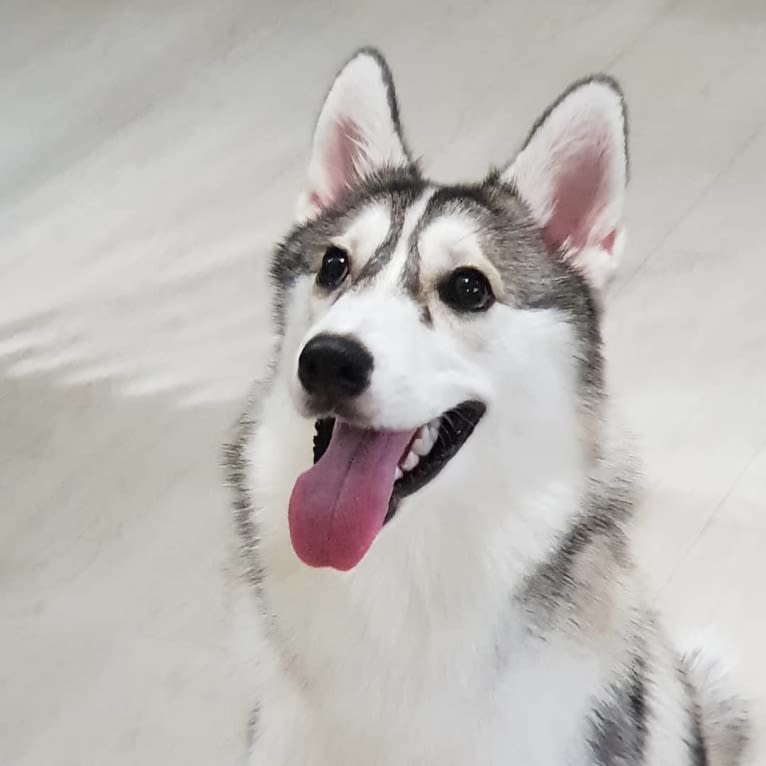 Xena, a Pomsky tested with EmbarkVet.com