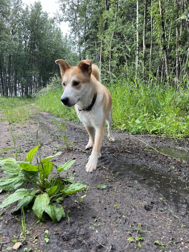 Frank, an Australian Cattle Dog and German Shepherd Dog mix tested with EmbarkVet.com