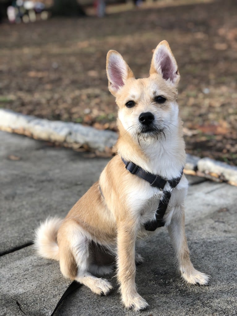 Bruno, a Pomeranian and Miniature Schnauzer mix tested with EmbarkVet.com