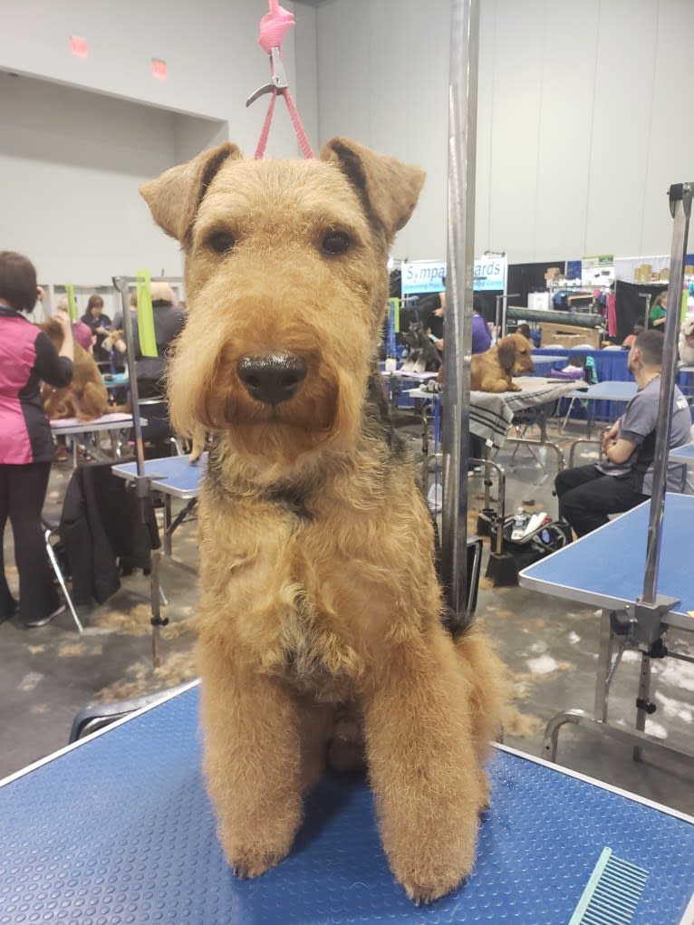 Sunny, a Welsh Terrier tested with EmbarkVet.com