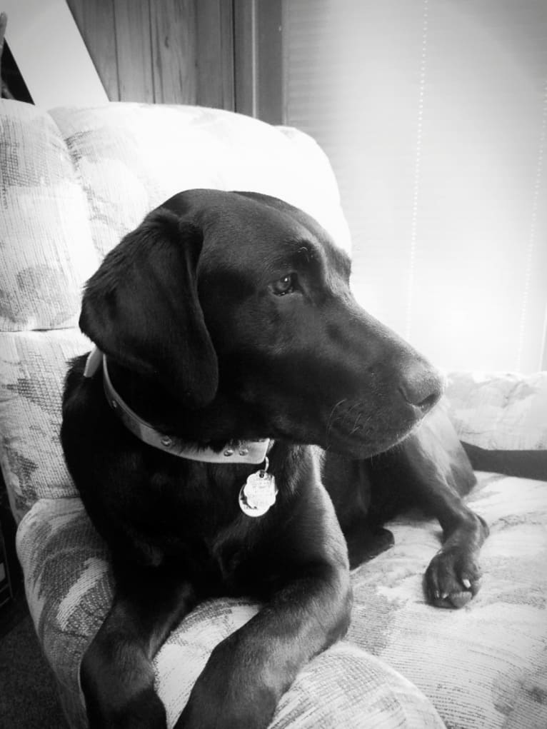Ollie boy, a Labrador Retriever tested with EmbarkVet.com