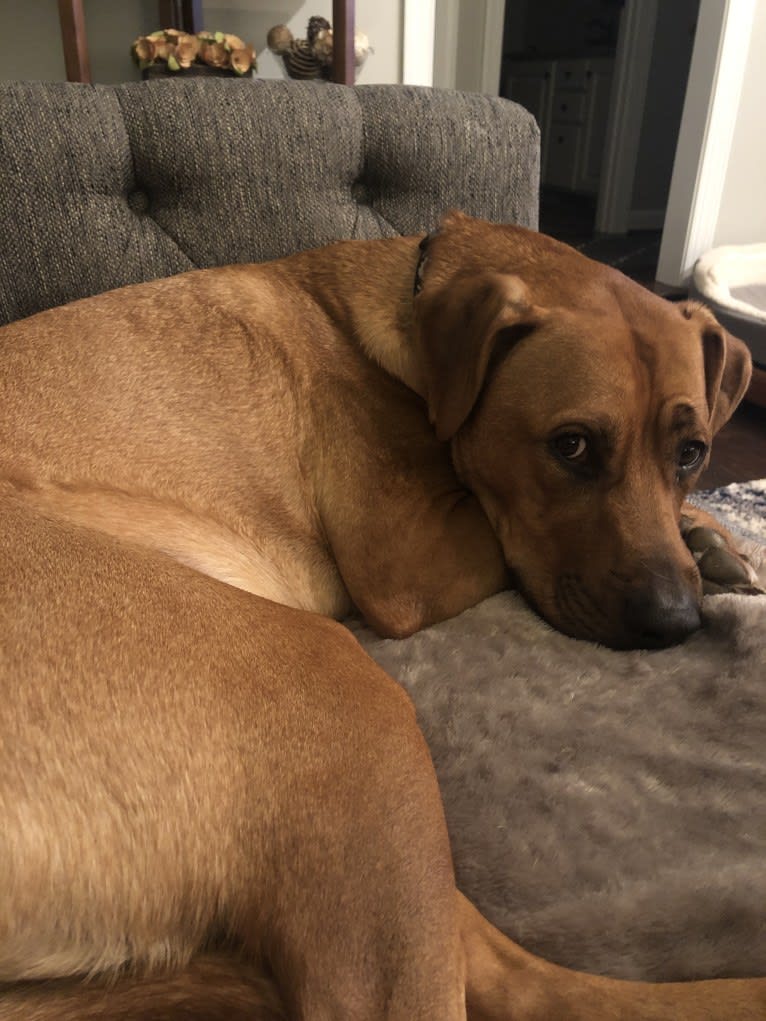 Rhodesian ridgeback boxer lab mix sales