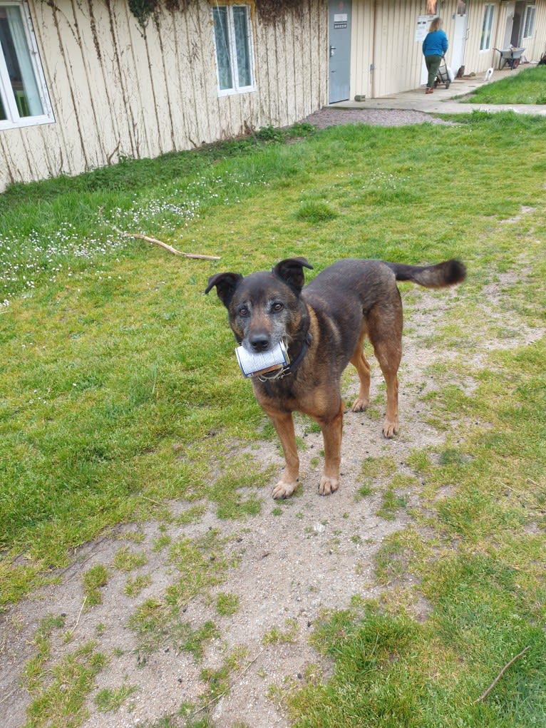 Alfie, a Belgian Malinois and Rottweiler mix tested with EmbarkVet.com