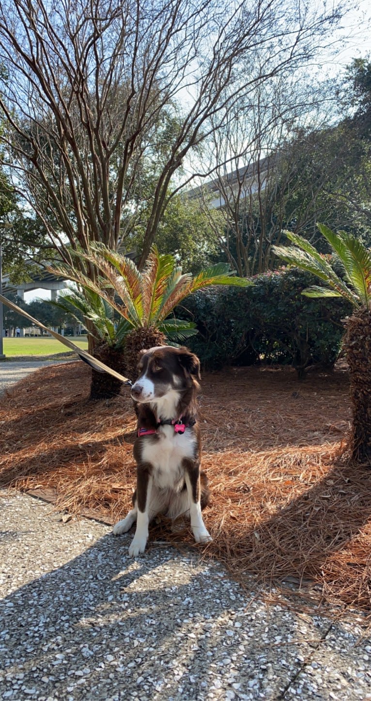 Hazelnut, a Border Collie and Siberian Husky mix tested with EmbarkVet.com