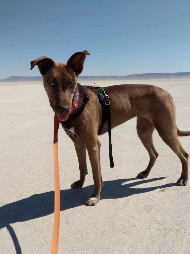 River, a Great Dane and Siberian Husky mix tested with EmbarkVet.com