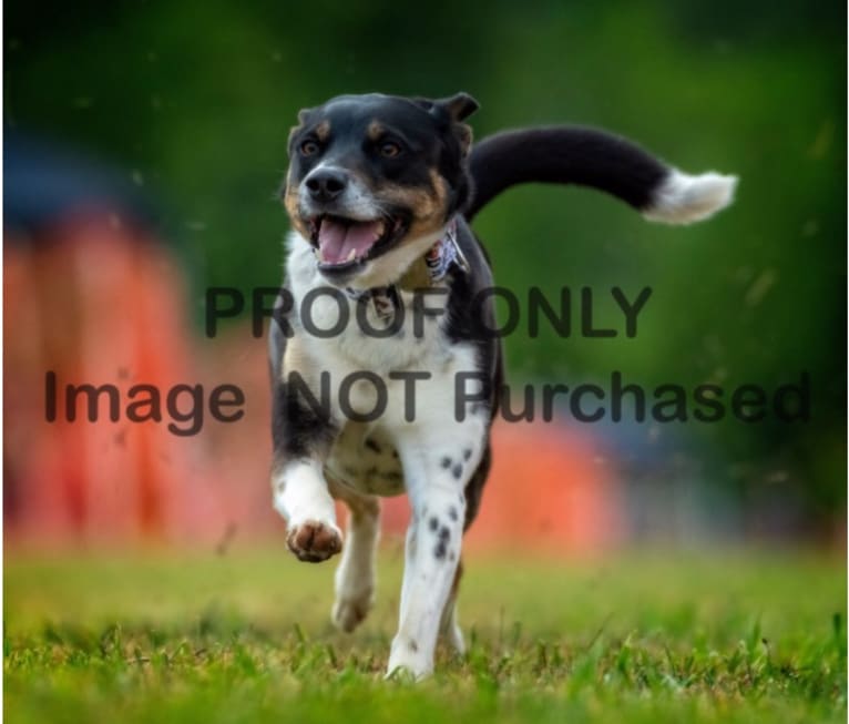 Gypsy, a Siberian Husky and American Pit Bull Terrier mix tested with EmbarkVet.com