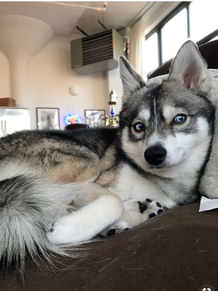 Clint, an Alaskan Klee Kai tested with EmbarkVet.com