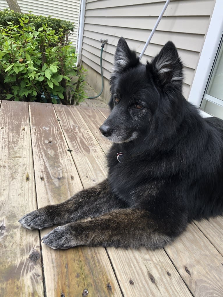 Shep, a German Shepherd Dog and Siberian Husky mix tested with EmbarkVet.com