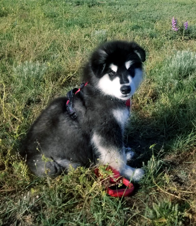 Kalu, an Alaskan Malamute tested with EmbarkVet.com