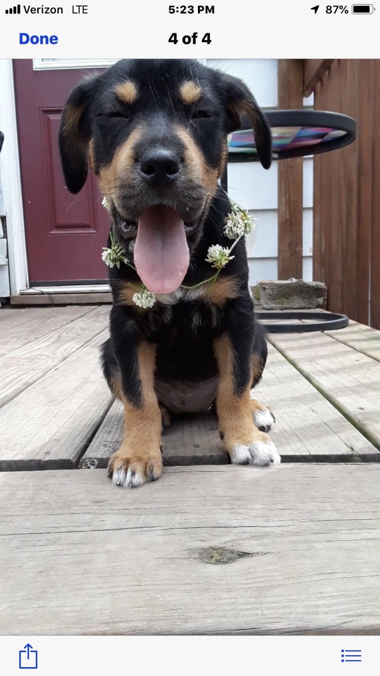 Miley, a Mountain Cur and Siberian Husky mix tested with EmbarkVet.com