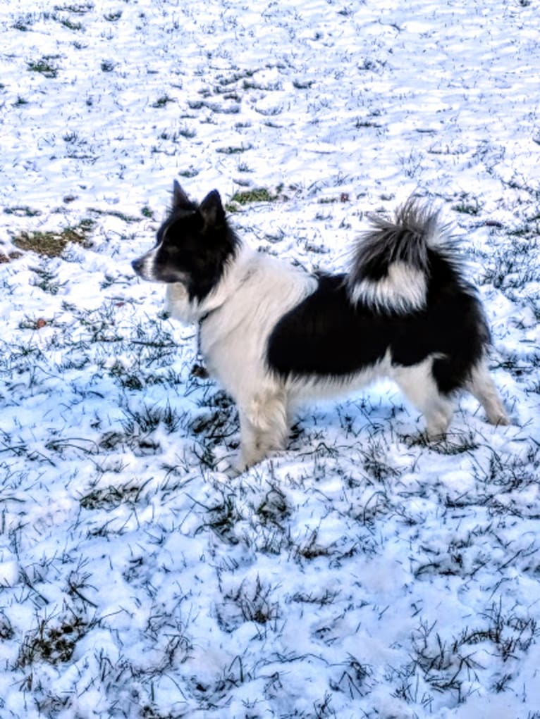 Flinx, an Icelandic Sheepdog tested with EmbarkVet.com