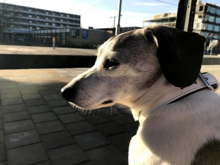 Patti, an Eastern European Village Dog tested with EmbarkVet.com