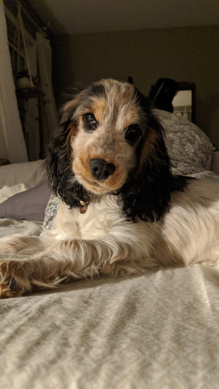 Marble, an English Cocker Spaniel tested with EmbarkVet.com