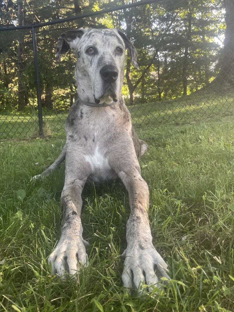 Nick, a Great Dane and Boxer mix tested with EmbarkVet.com