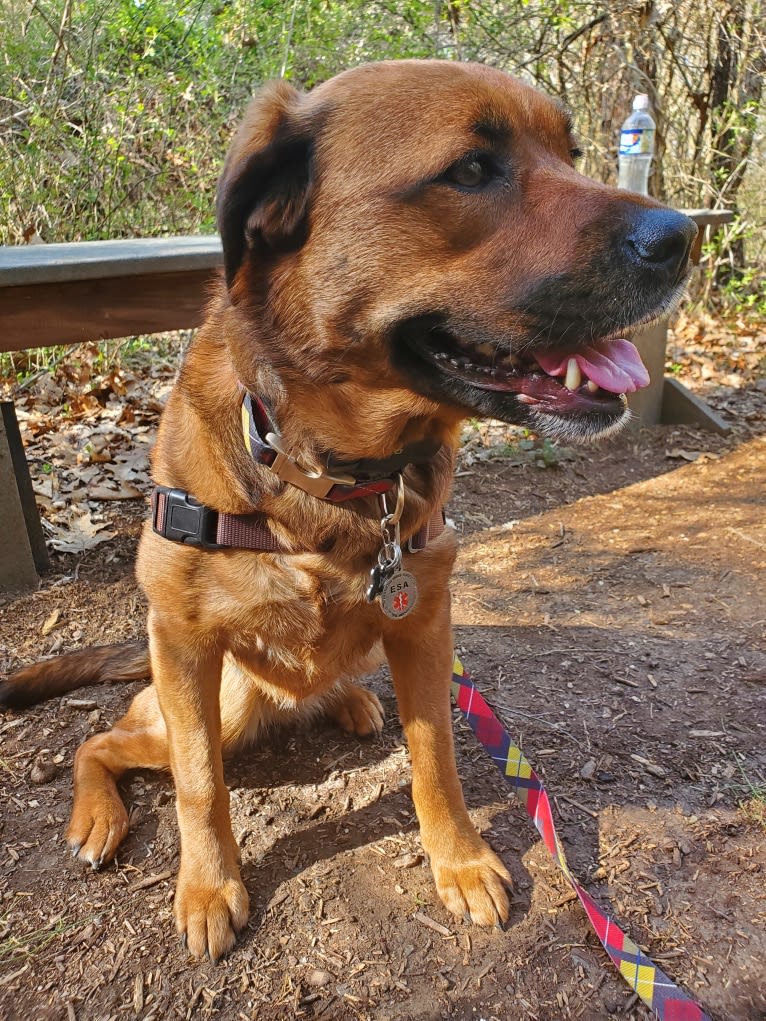 Dahlia (Dolly), an American Pit Bull Terrier and Australian Shepherd mix tested with EmbarkVet.com