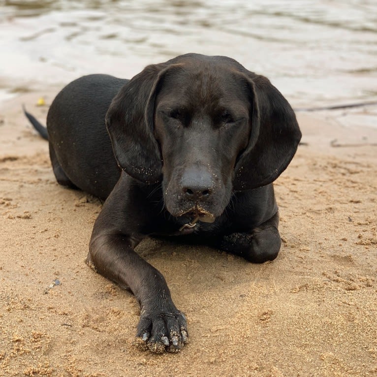 Moose, a Boykin Spaniel and Redbone Coonhound mix tested with EmbarkVet.com