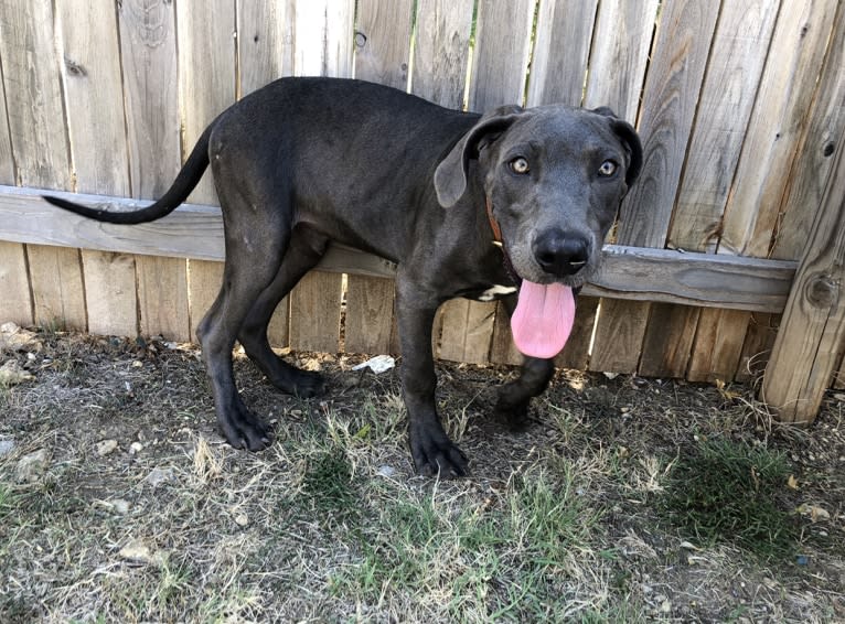 Finnegan, a Great Dane and American Pit Bull Terrier mix tested with EmbarkVet.com