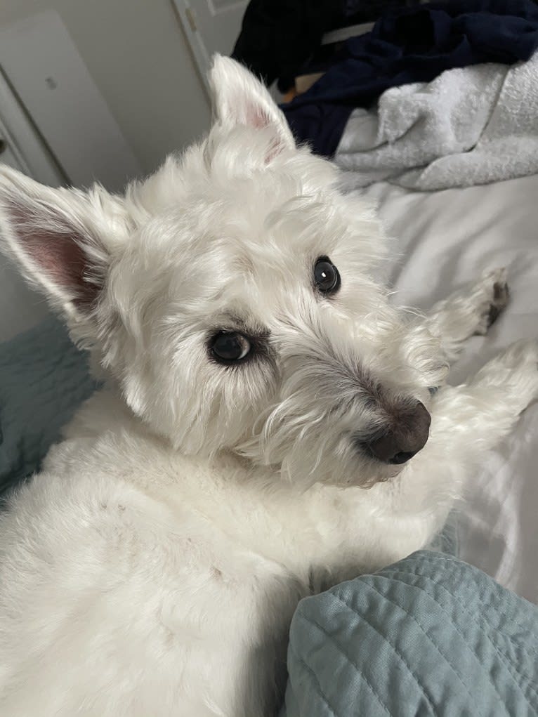 Dylan, a West Highland White Terrier tested with EmbarkVet.com