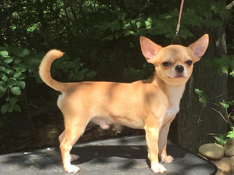 Chronos, a Chihuahua tested with EmbarkVet.com