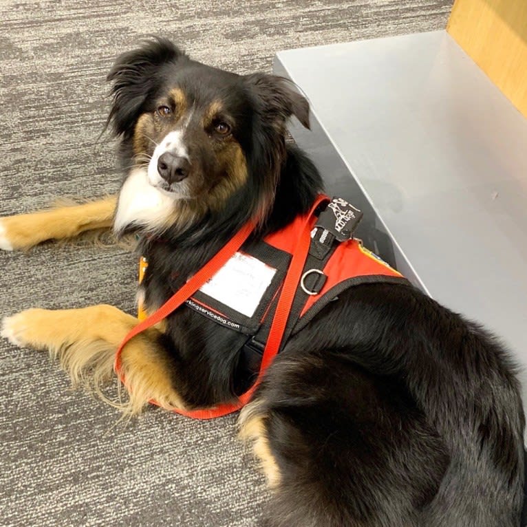 Jeter Brolinn, an Australian Shepherd tested with EmbarkVet.com