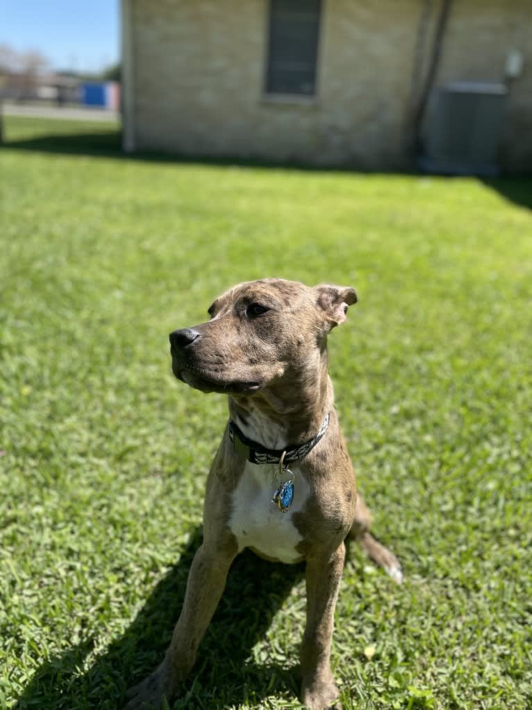 Circe McQuade, an American Pit Bull Terrier and Catahoula Leopard Dog mix tested with EmbarkVet.com