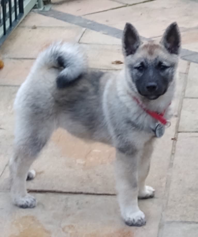 ALYS, a Norwegian Elkhound tested with EmbarkVet.com