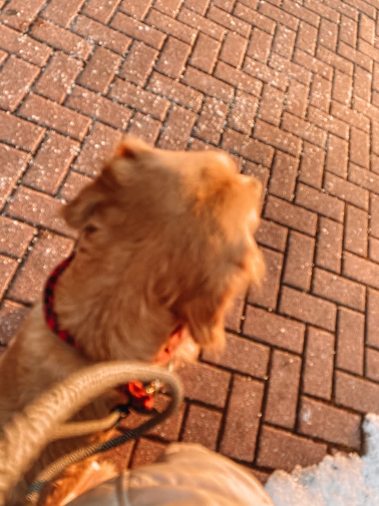 Marley, a Golden Retriever tested with EmbarkVet.com