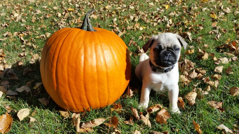 Rosco, a Pug and Pomeranian mix tested with EmbarkVet.com