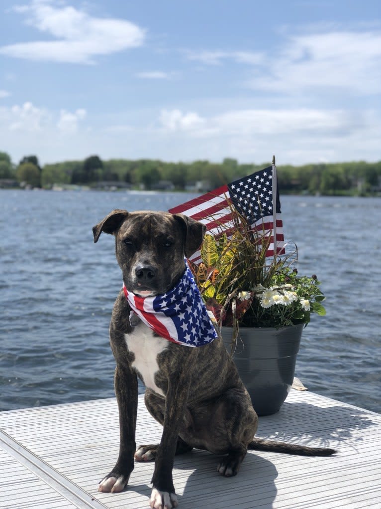 Mackey, an American Pit Bull Terrier tested with EmbarkVet.com