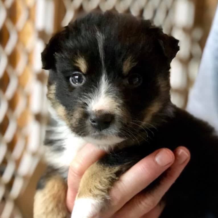 Koda, an Australian Cattle Dog and Rottweiler mix tested with EmbarkVet.com