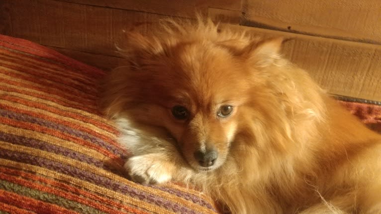 Bear, a Pomeranian tested with EmbarkVet.com