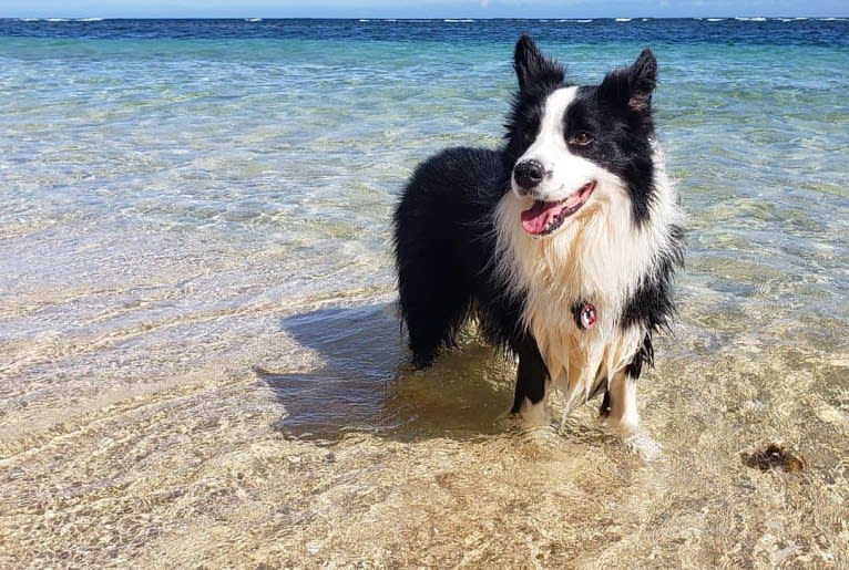 Kida, a Border Collie tested with EmbarkVet.com