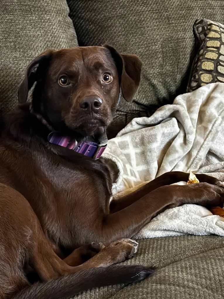 Rooh, a Boxer and Brittany mix tested with EmbarkVet.com