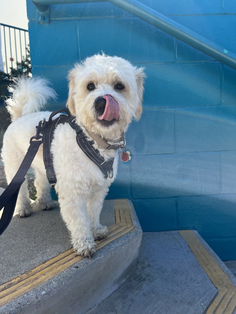 Milo, a Poodle (Small) and Cocker Spaniel mix tested with EmbarkVet.com