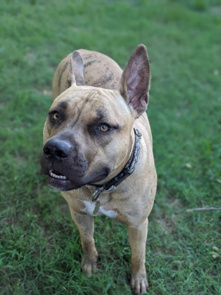 Crixus, an American Pit Bull Terrier and American Staffordshire Terrier mix tested with EmbarkVet.com