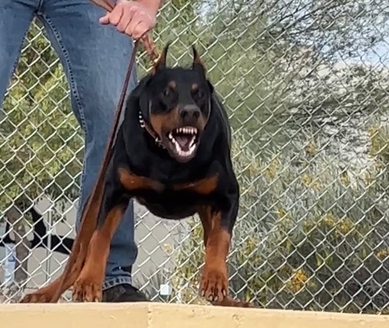 Mowgli, a Doberman Pinscher tested with EmbarkVet.com