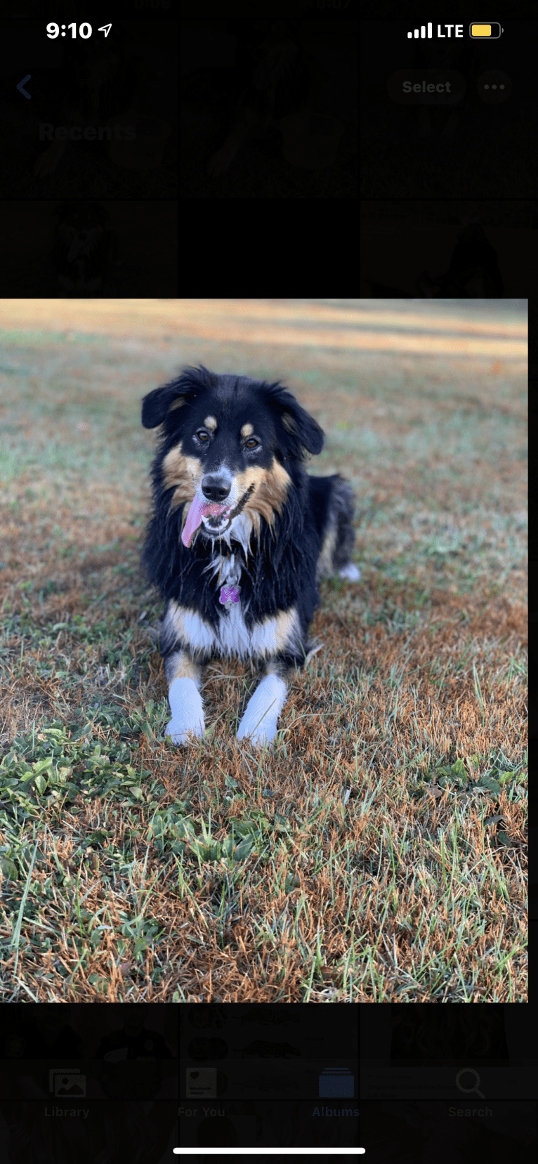 Zoey, an Australian Shepherd and Australian Cattle Dog mix tested with EmbarkVet.com