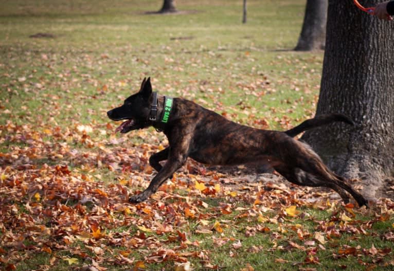 Static, a Dutch Shepherd tested with EmbarkVet.com